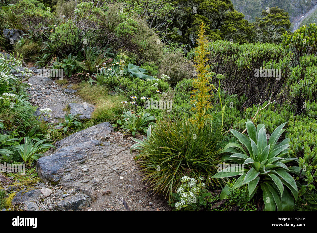 Wildflowers along Milford Track as is ascends the Mckinnon Pass in Fiordland National Park in the South Island of New Zealand. Tall yellow spike in fo Stock Photo