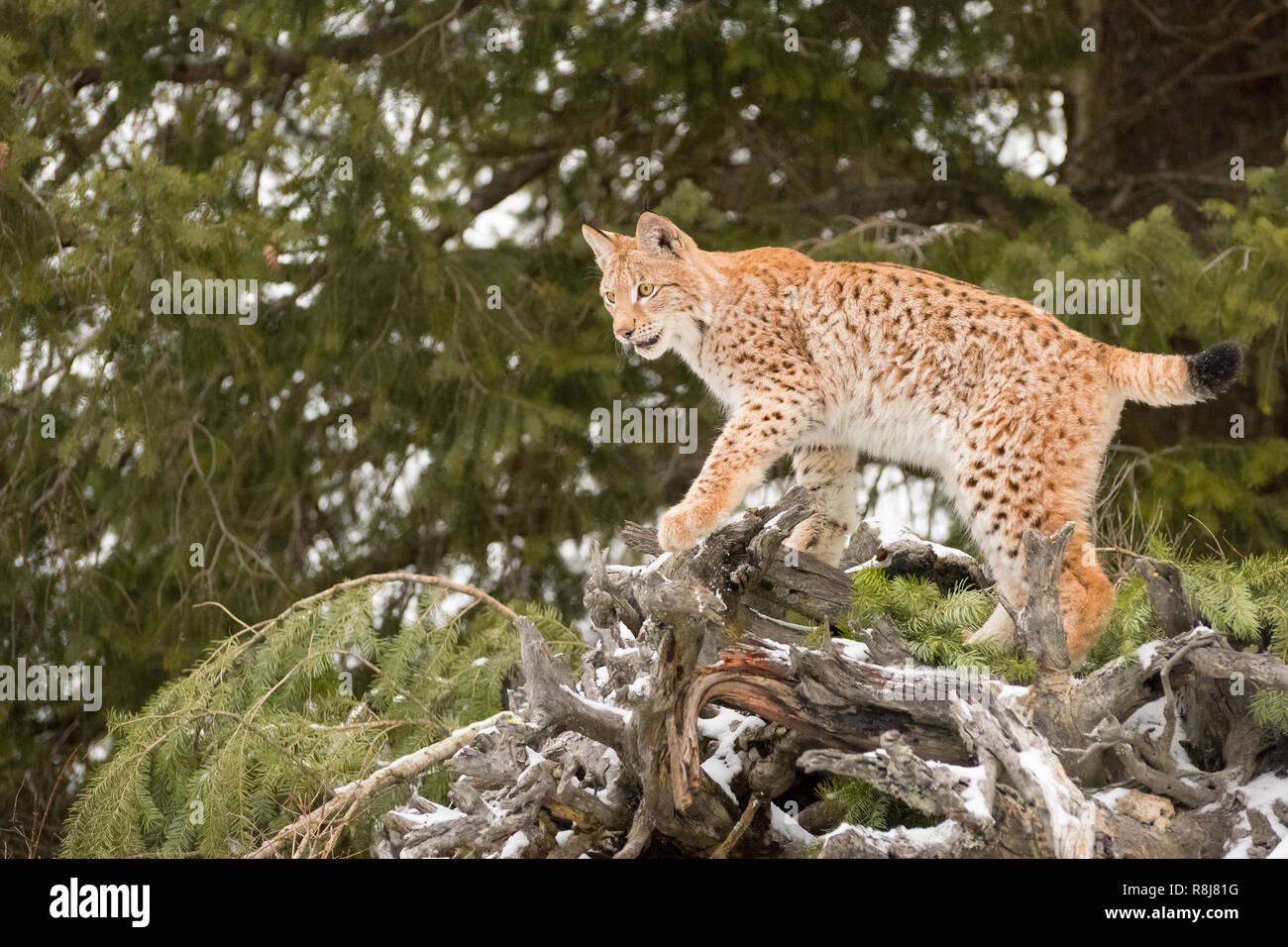 Young Siberian Lynx Clambering across a Fallen Evergreen Stock Photo