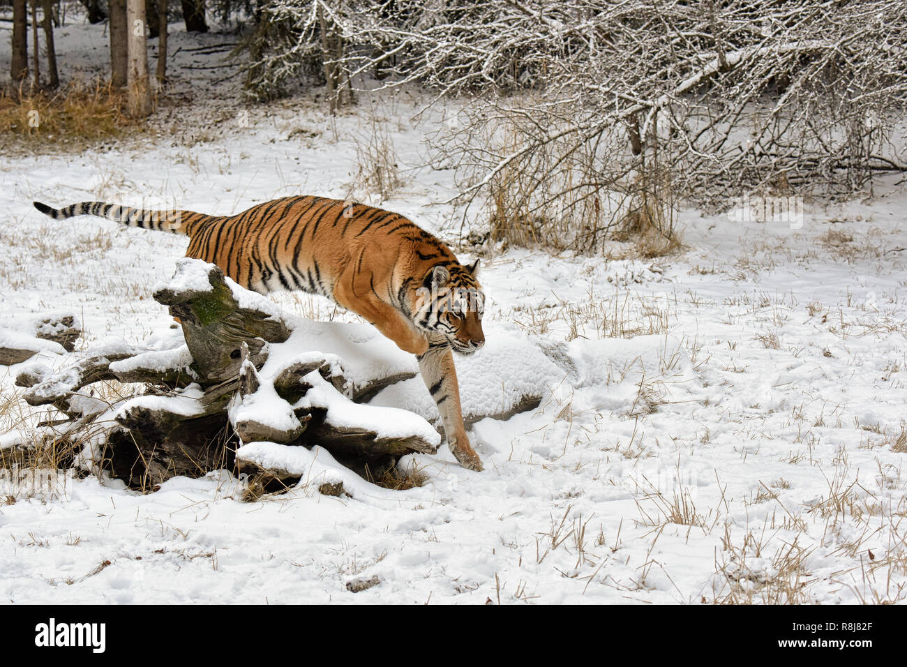 Tiger Jumping over a Snow Covered Fallen Log in Winter Stock Photo