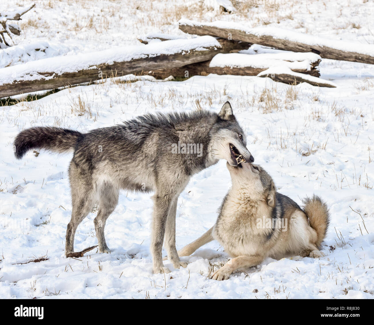 Tundra Wolf Demonstrating Submissive Behavior to Male Alpha in the Winter Snow Stock Photo