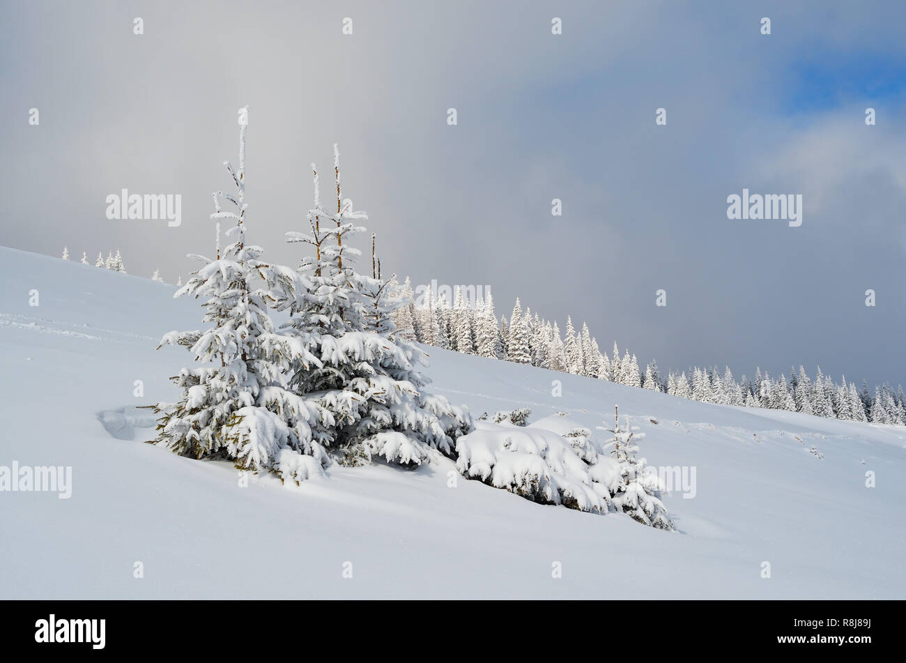 Fir trees under snow hi-res stock photography and images - Alamy