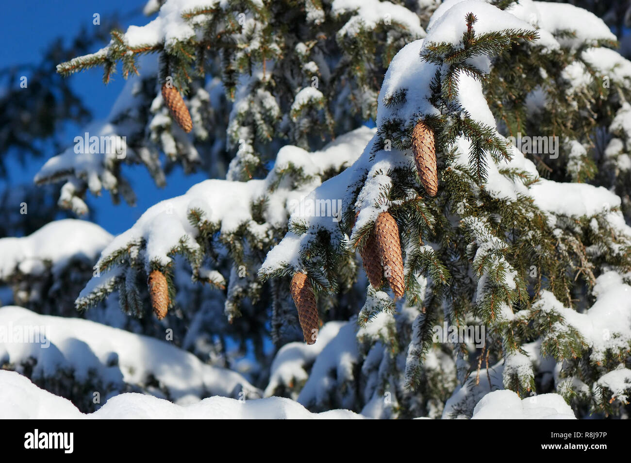 Fir tree under snow in hi-res stock photography and images - Alamy