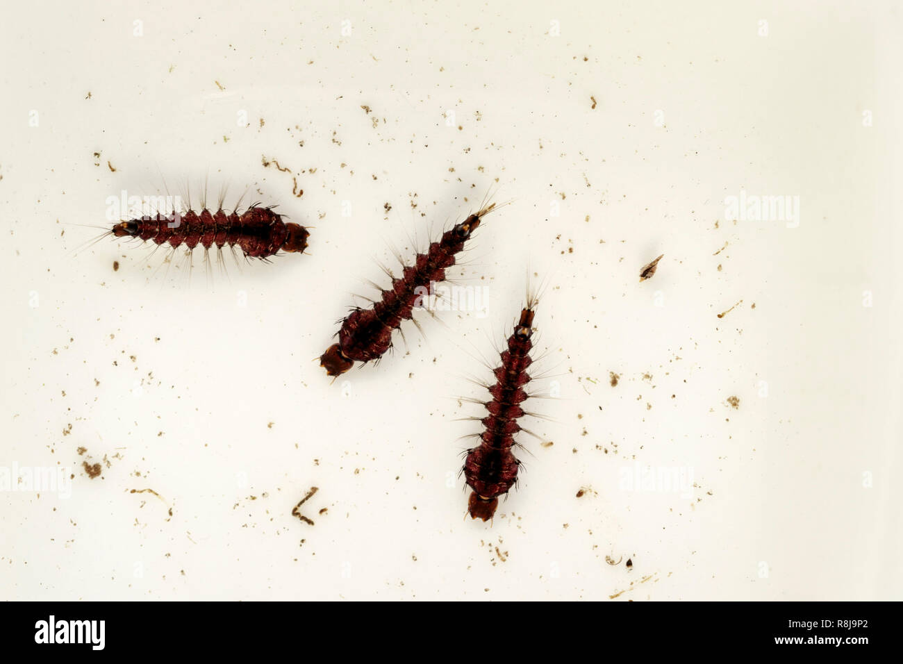 Three specimens of mosquito larvae or wrigglers of the species called Toxorhynchites speciosus, which is a large mosquito that feed on plant sap and n Stock Photo