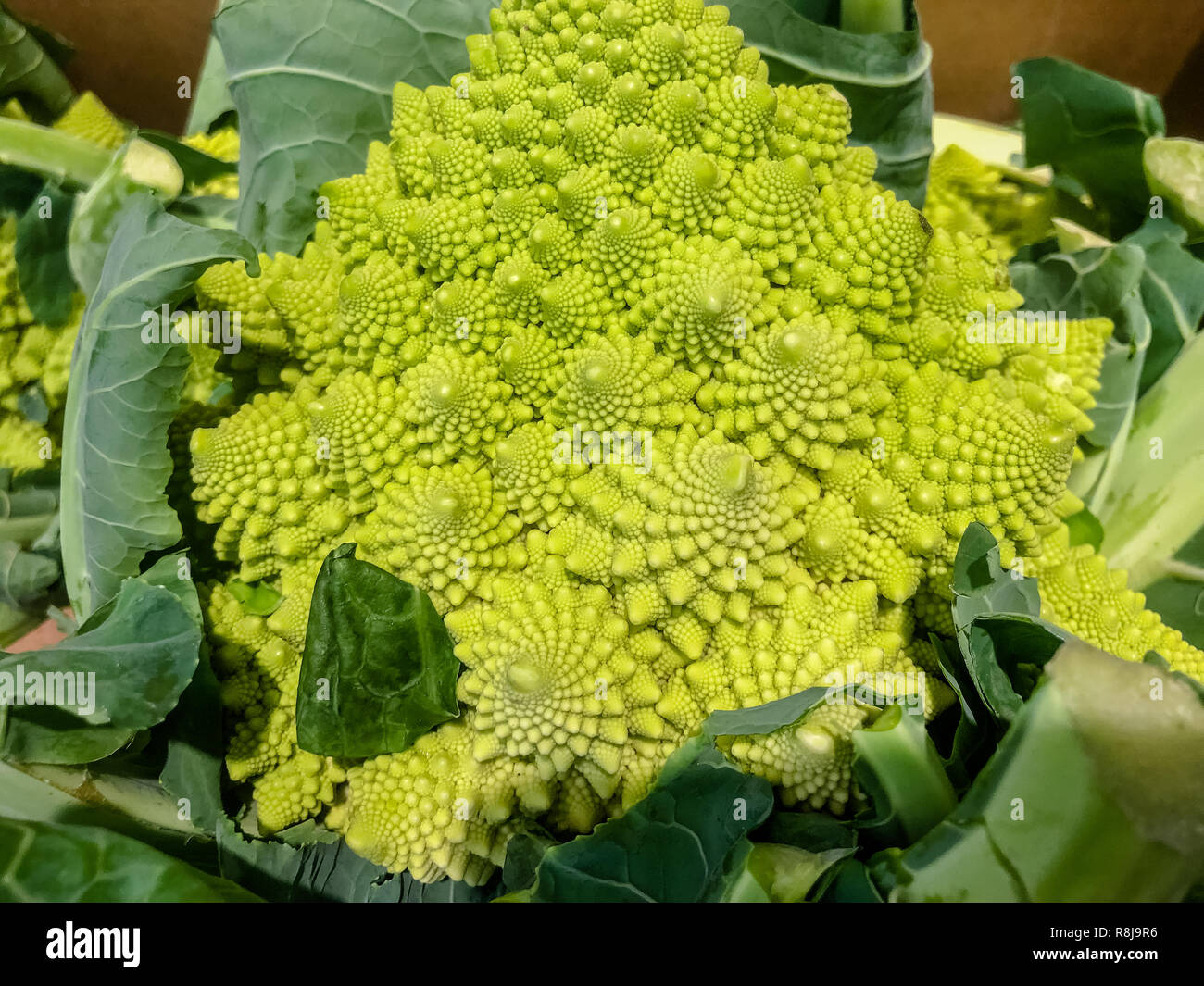 Broccoflower - Romanesco green cauliflower. Good Fibonacci spiral effect. Selective focus Stock Photo