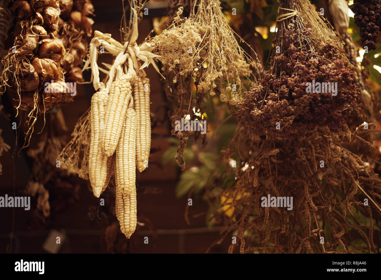 bunches of dried herbs hanging from the ceiling in a barn or on a veranda in the autumn sunny afternoon Stock Photo