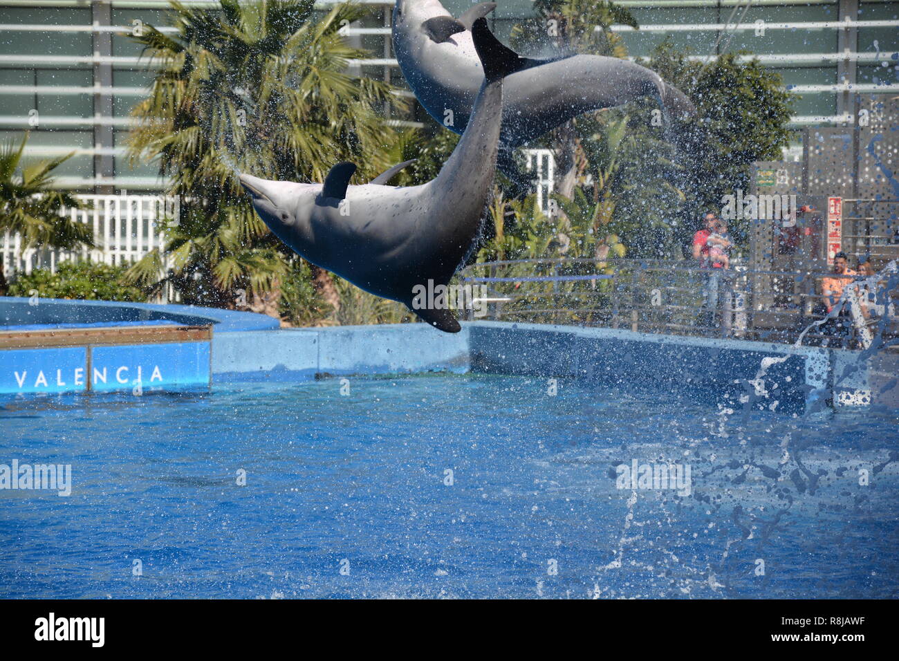 dolphins jumping Stock Photo