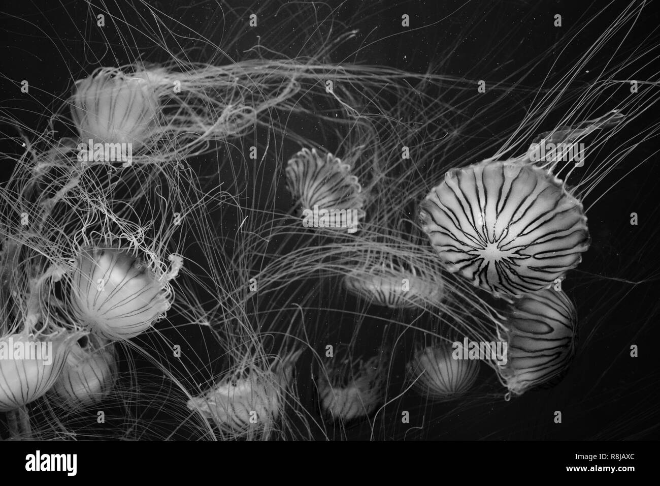 jellyfishes Stock Photo