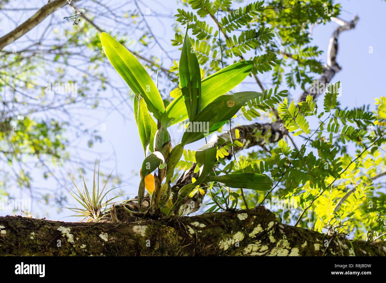 Orchids on Cassia moschata Stock Photo