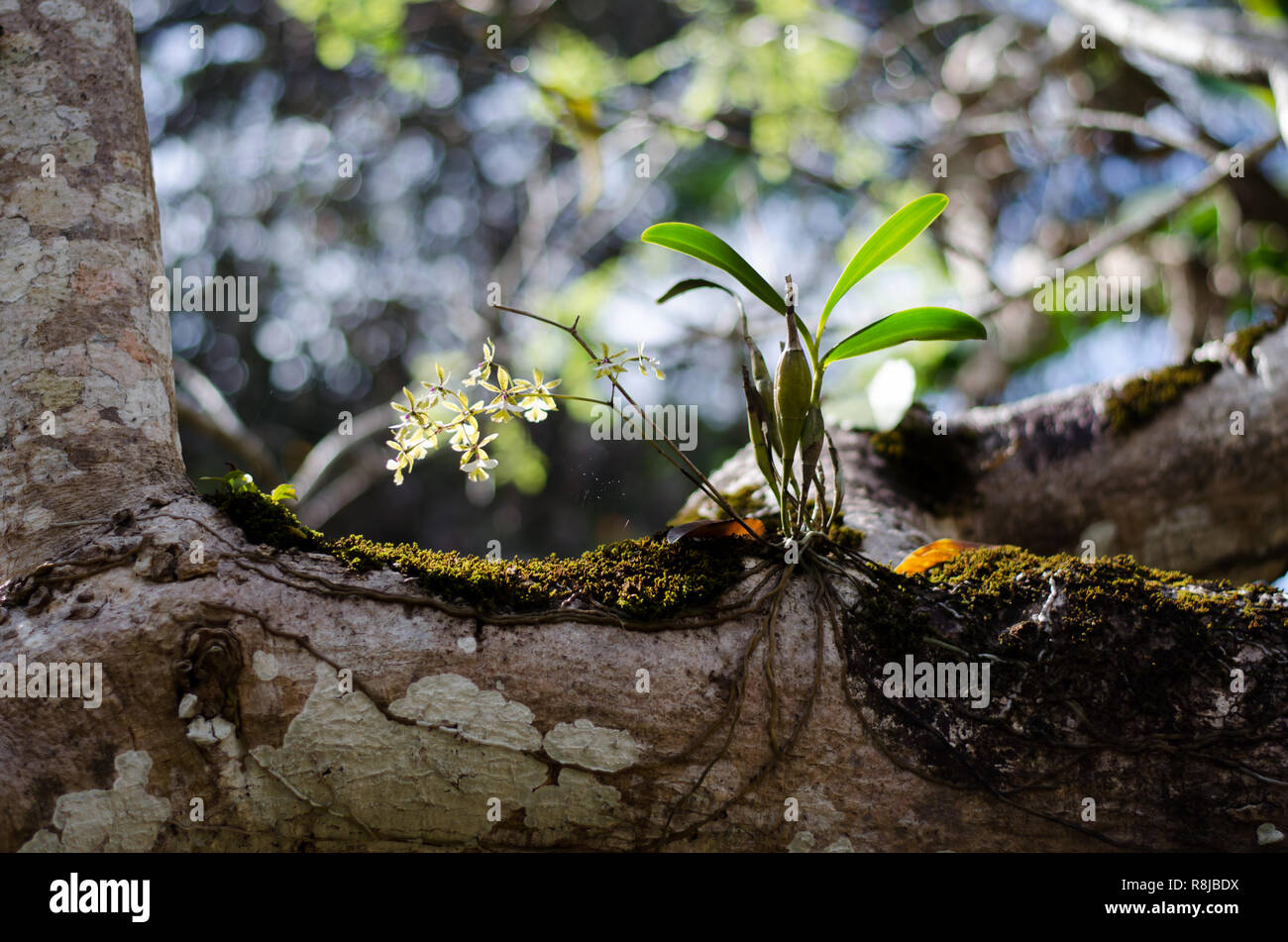Orchids on trees Stock Photo