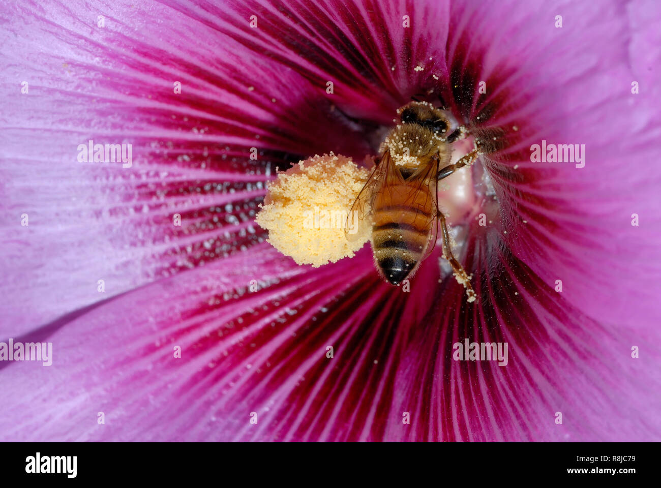 Bee pollinating purple flower Stock Photo - Alamy