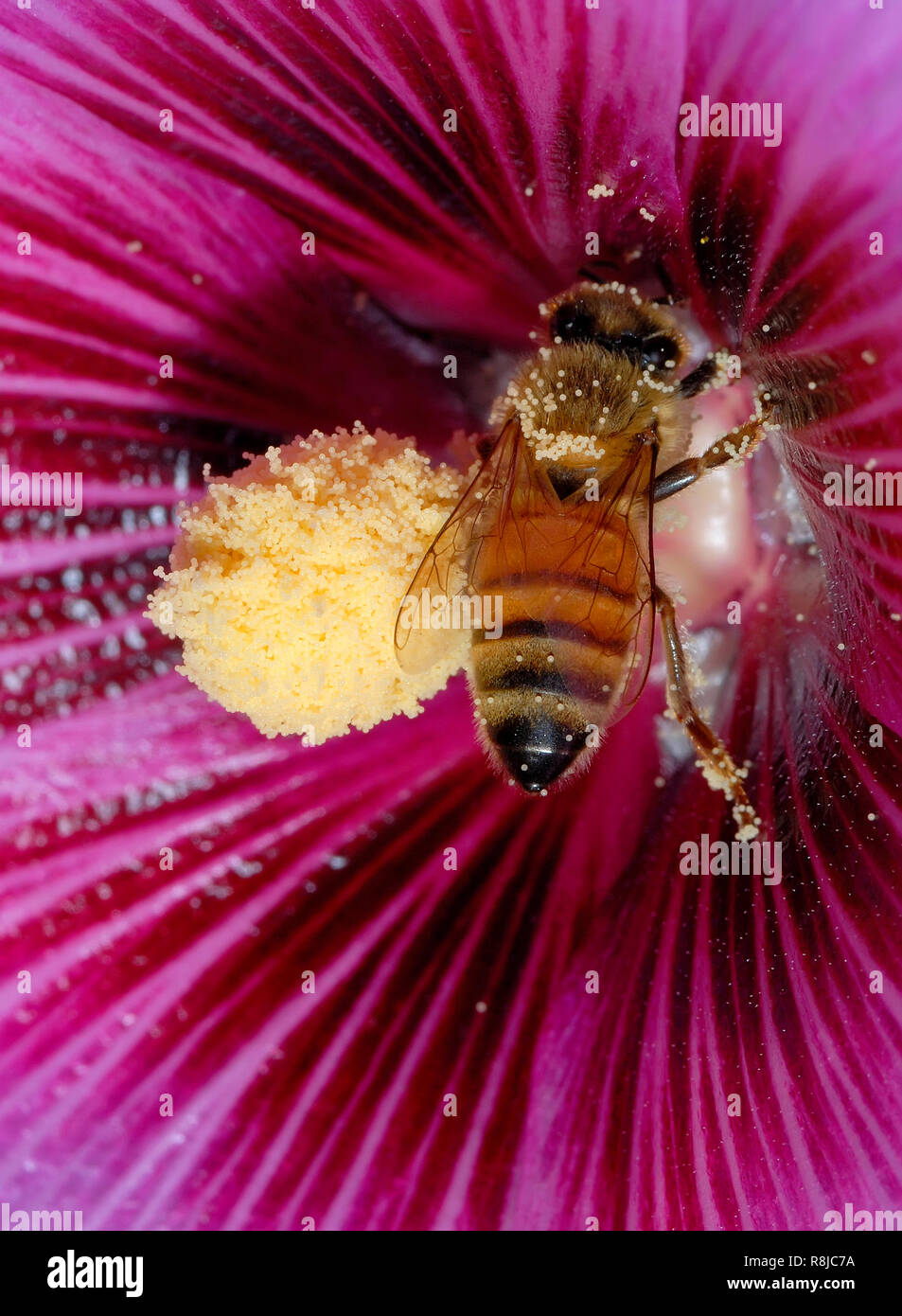 Bee pollinating purple flower Stock Photo - Alamy