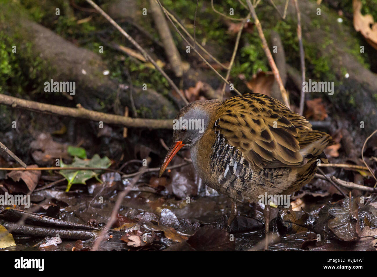 Water rail (Rallus aquaticus) searching for food turning over fallen leaves and sticks. Streaky brown upper parts blue grey underside long red bill. Stock Photo