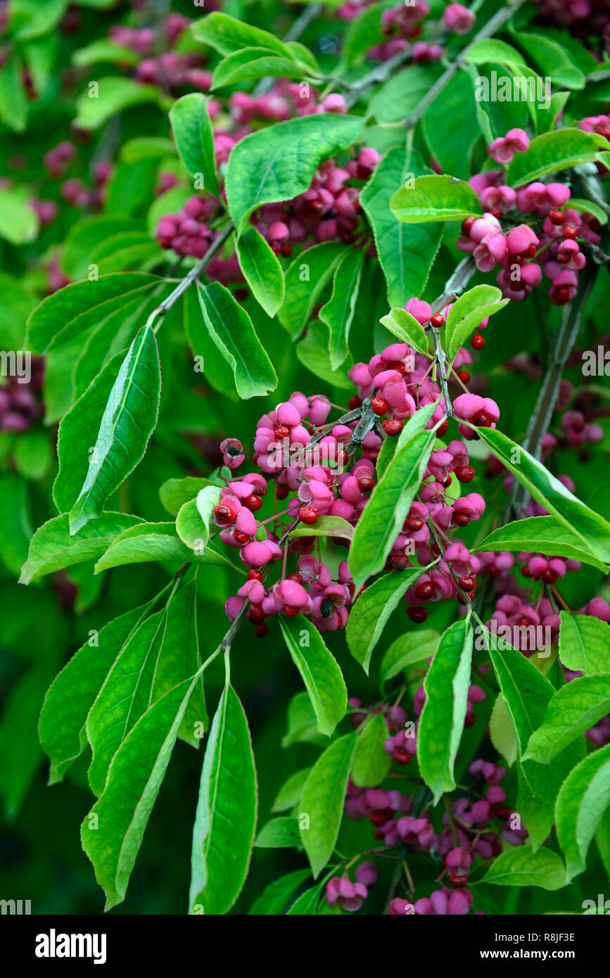 Euonymus phellomanus,spindle tree,red,pink,fruit,fruits,4 lobed,lobed,berry,berries,unusual,trees,shrub,shrubs,garden,autumn interest,RM Floral Stock Photo