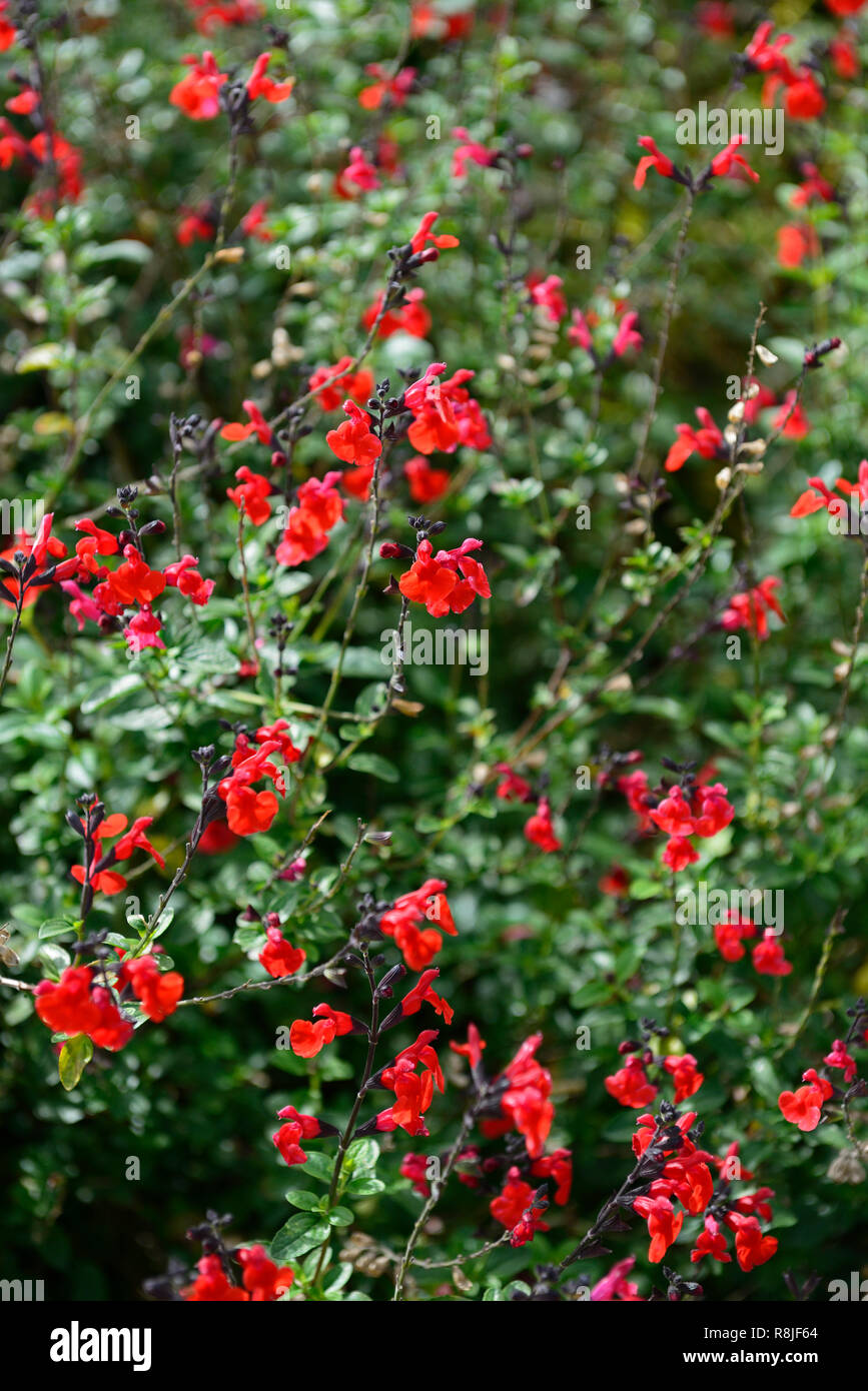 Salvia greggii Royal Bumble,salvias,sage,sages,scarlet,red,flower,flowers,flowering,scented,RM Floral Stock Photo