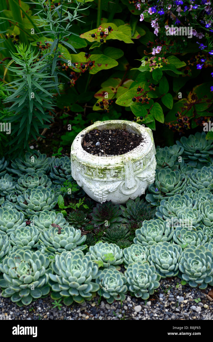 sempervivum,succulent,succulents,display,garden,design,bed,border,RM Floral Stock Photo