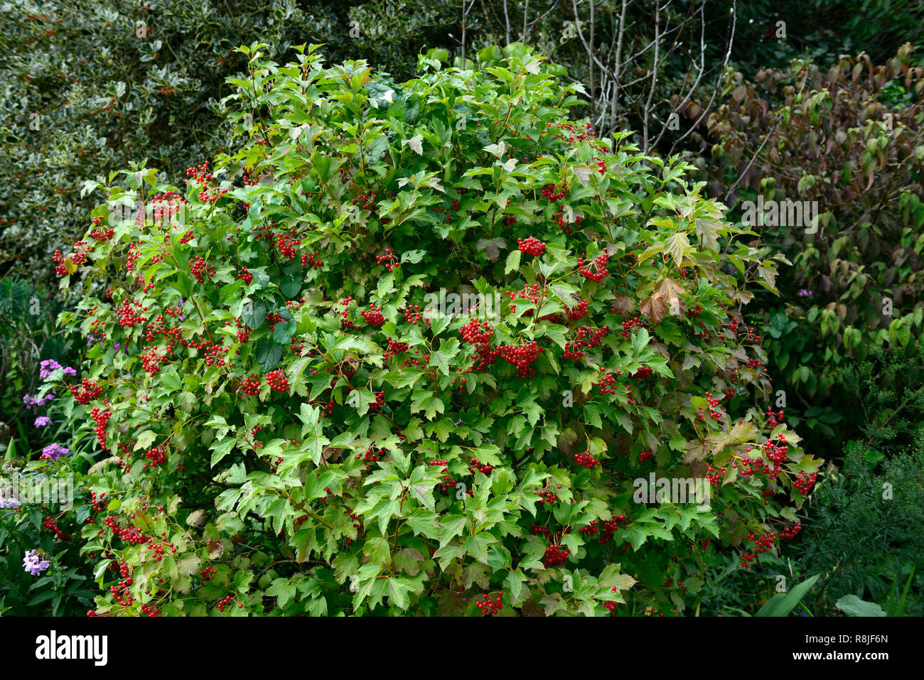 viburnum opulus compactum,red berries,Guelder Rose,autumn,autumnal,fall,berry,berried,fruit,fruits,shrub,shrubs,RM Floral Stock Photo
