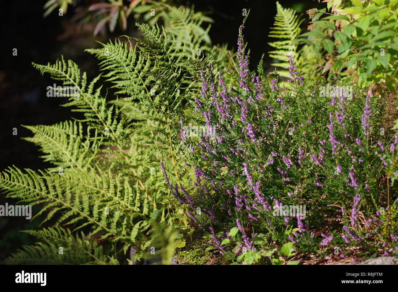 Purple heather (Calluna vulgaris) and ferns on an early autumn day.  Cruickshank Botanic Garden, Aberdeen, Scotland, UK Stock Photo - Alamy