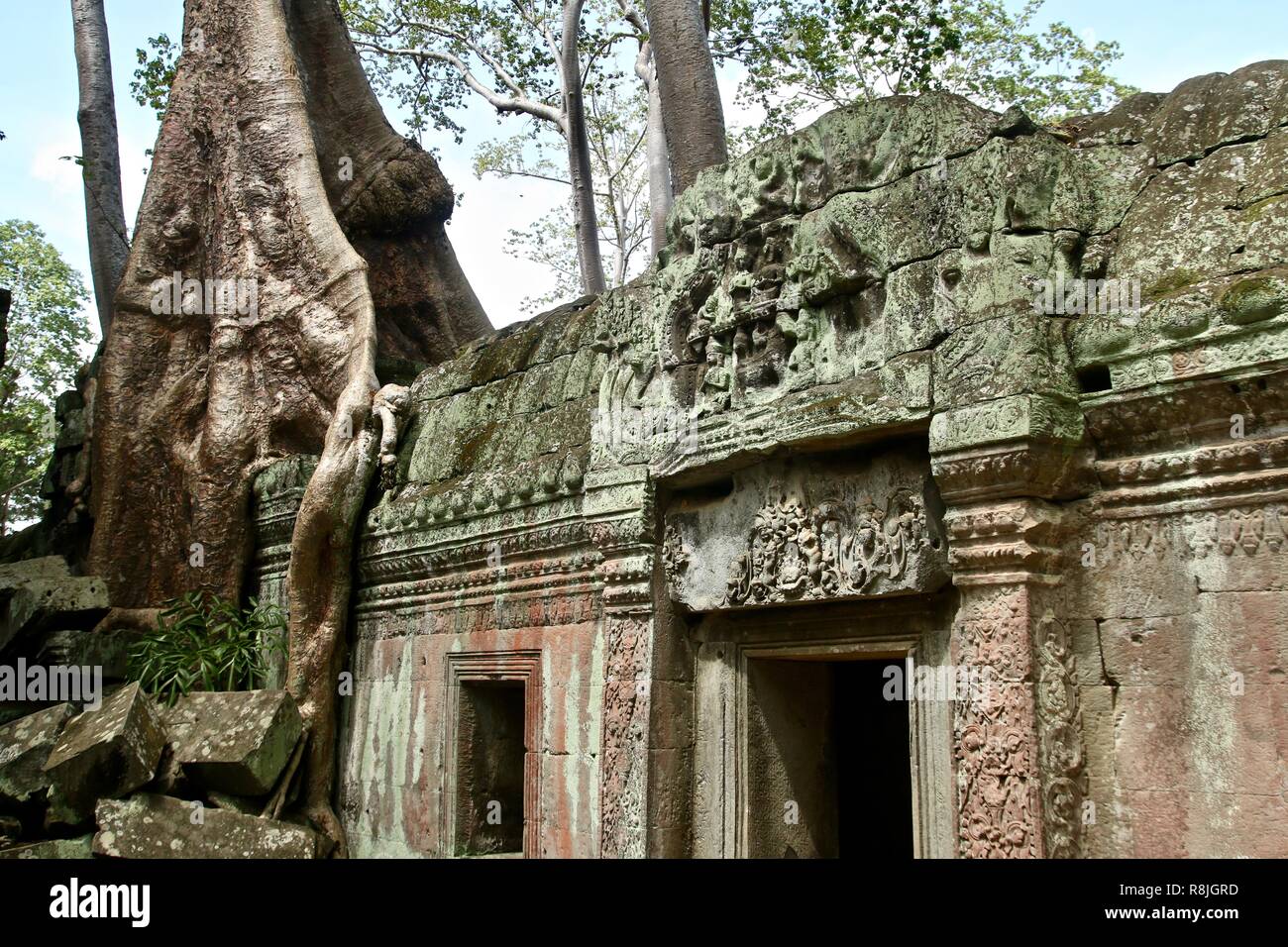 A Huge Strangler Fig Growing On Jungle Temple Ruins In Siem Reap Cambodia Stock Photo Alamy