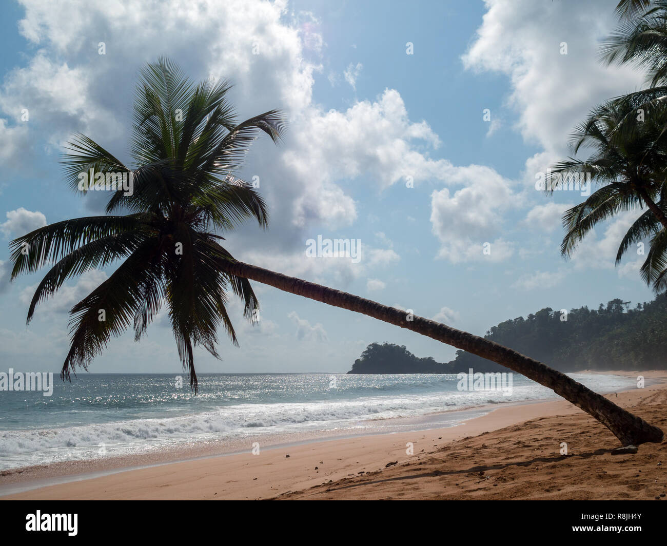 Palm tree falling over the Jale Beach, south São Tomé Stock Photo Alamy