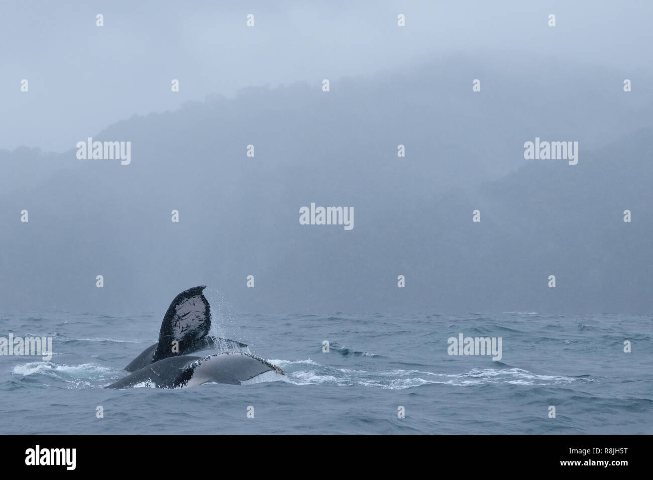Whales getting birth in Colombia Stock Photo - Alamy