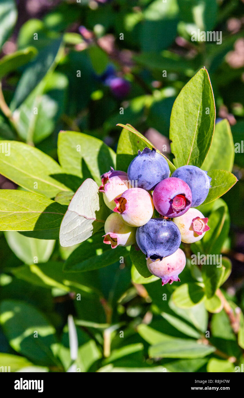 A cluster of blueberries show berries at different stages of ripeness  Highbush Blueberry Stock Photo