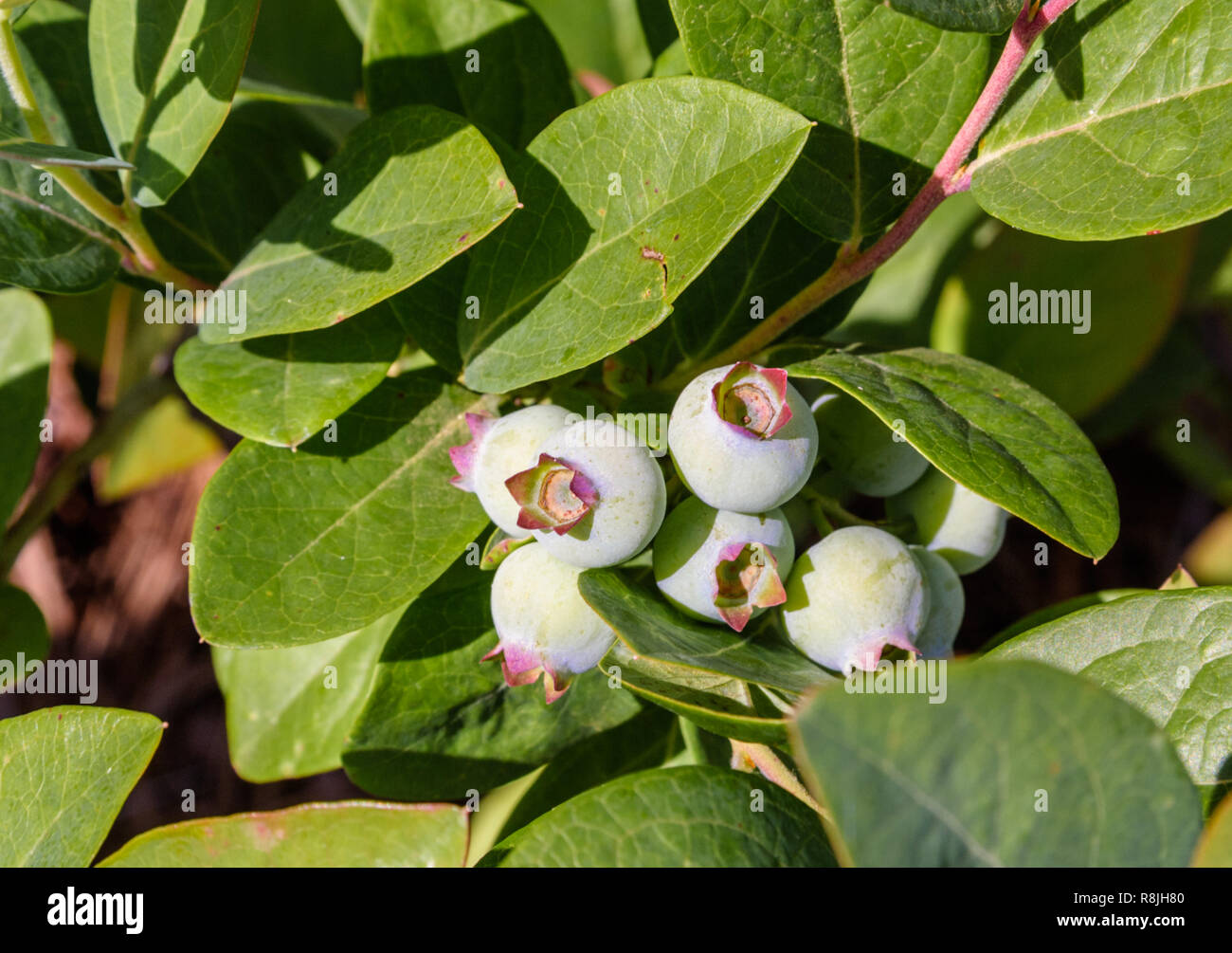 Blueberries In Netting High Resolution Stock Photography and Images Alamy