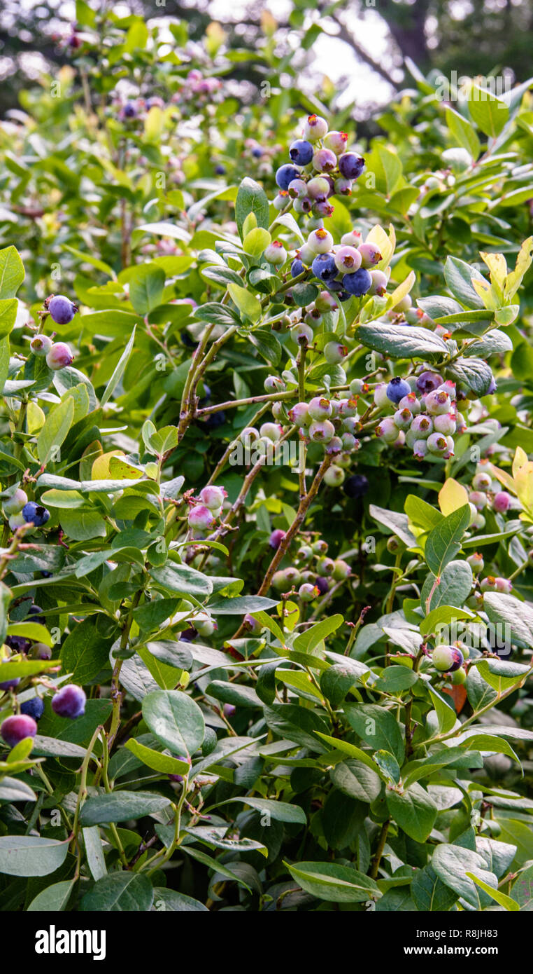 Blueberries ripen in clusters on the bush  Highbush Blueberry Stock Photo