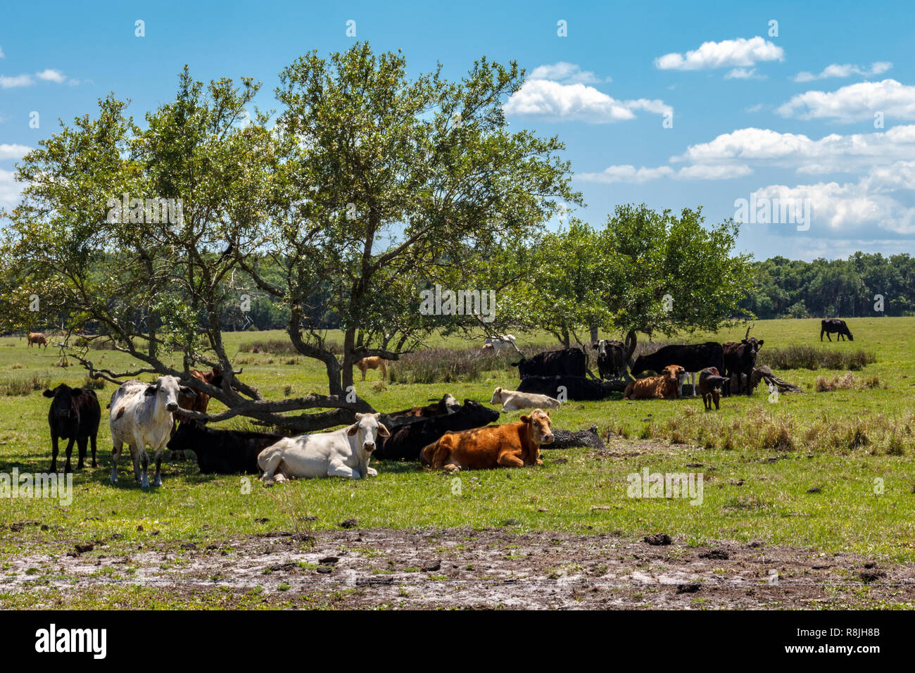Herd of cows rest in the shade of a tree during the mid day Stock Photo