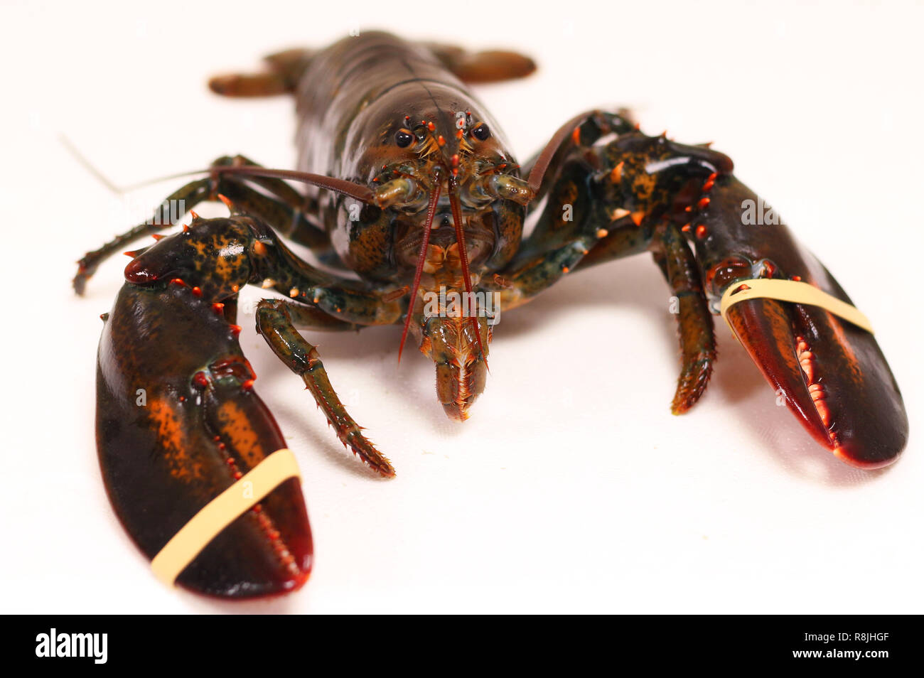Canadian lobster isolated Stock Photo Alamy
