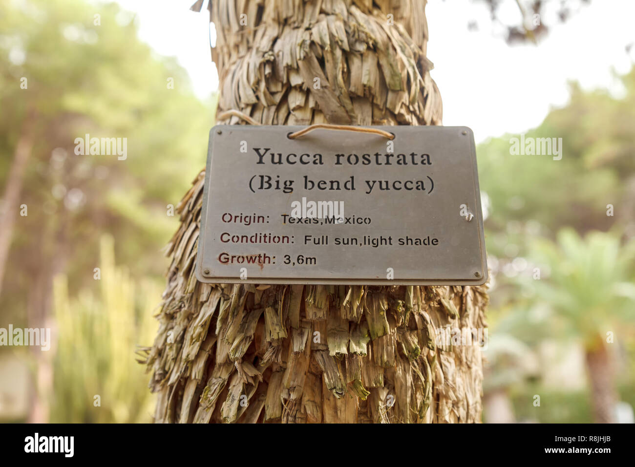 Information plate attached to the palm Yucca Rastrata, indicating its name in Latin and English. Close-up Stock Photo