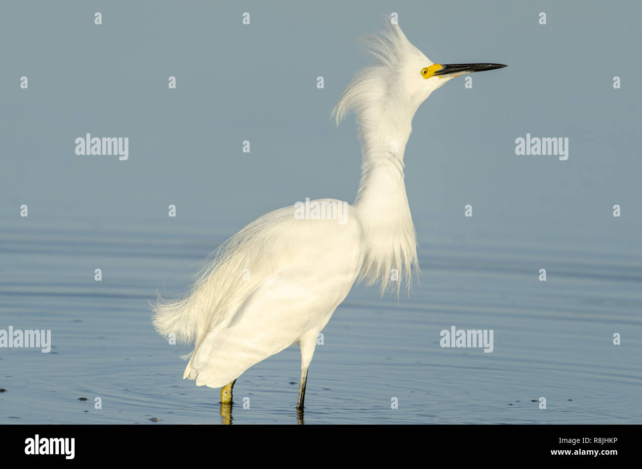 Tousled Snowy egret (Egretta thula) in Florida's wetlands Stock Photo
