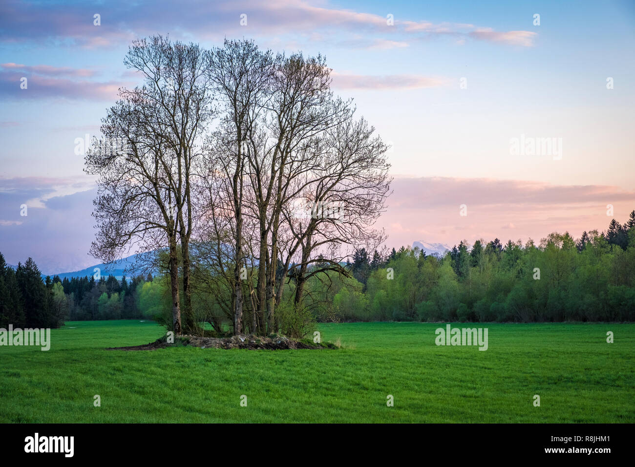 Baumgruppe im Wenger Moos im Salzburger Land, Österreich Stock Photo