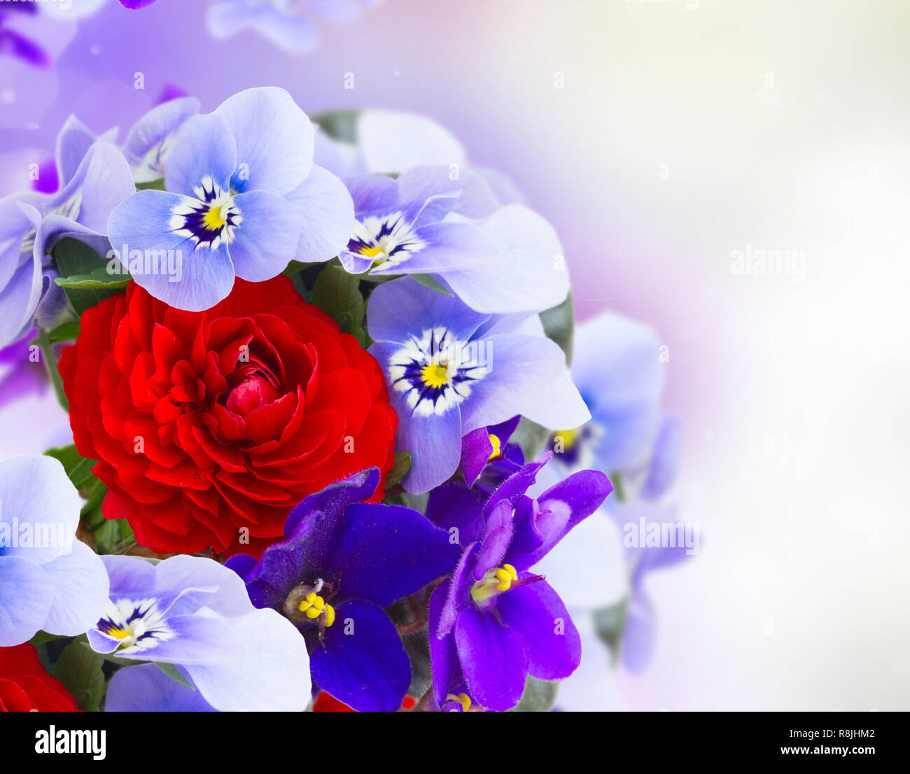 Posy of violets, pansies and ranunculus Stock Photo - Alamy