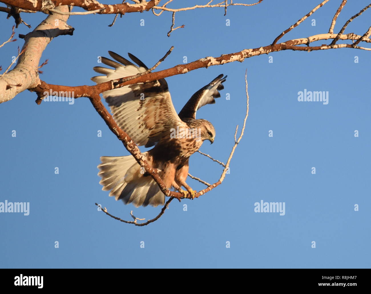 A Rough legged Hawk lands on a branch at Seedskadee National Wildlife Refuge November 15, 2018 in Sweetwater County, Wyoming. The Rough legged Hawk overwinters in Wyoming and is well adapted to harsh frigid weather. Stock Photo