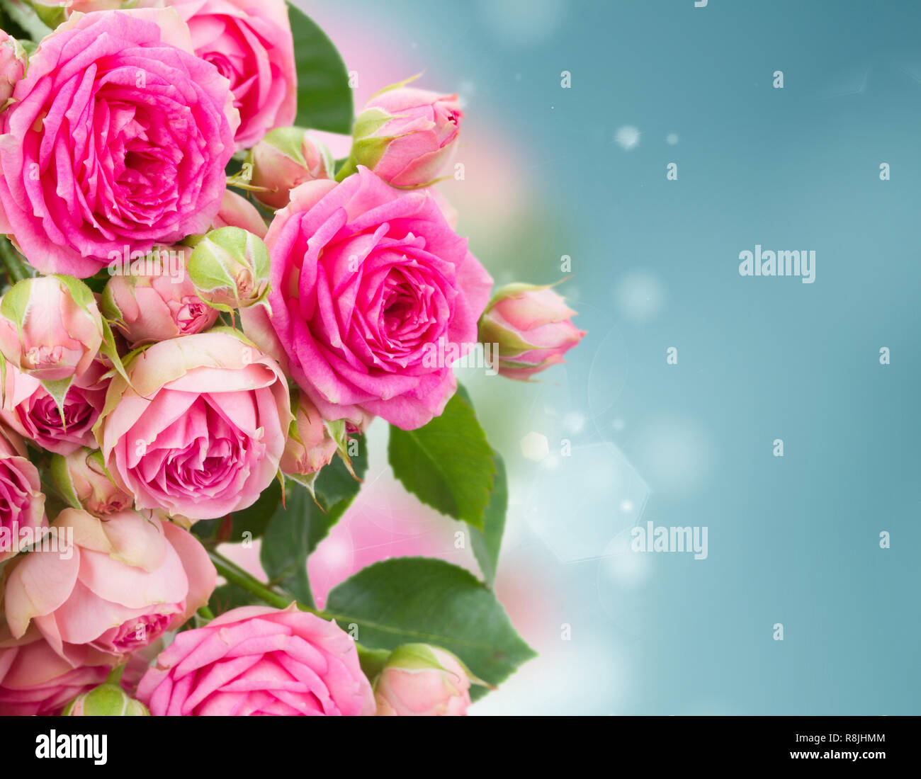 border of fresh pink roses close up Stock Photo - Alamy