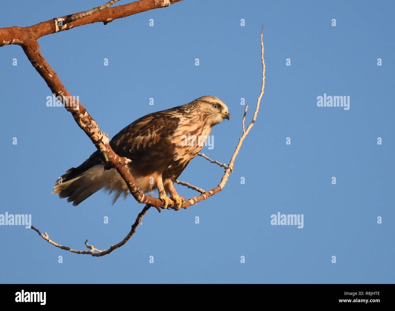 A Rough legged Hawk watches for prey from a tree branch at Seedskadee National Wildlife Refuge November 15, 2018 in Sweetwater County, Wyoming. The Rough legged Hawk overwinters in Wyoming and is well adapted to harsh frigid weather. Stock Photo