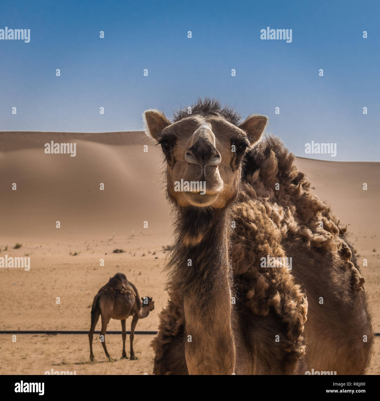Camels In Sahara Desert Algeria Stock Photo Alamy