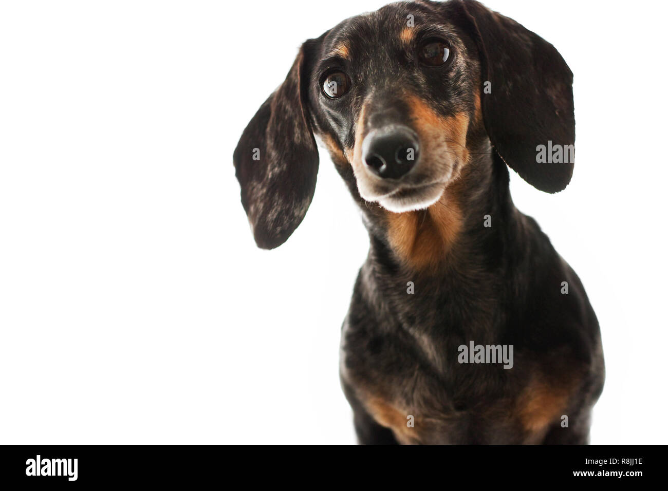 black and tan dapple dachshund