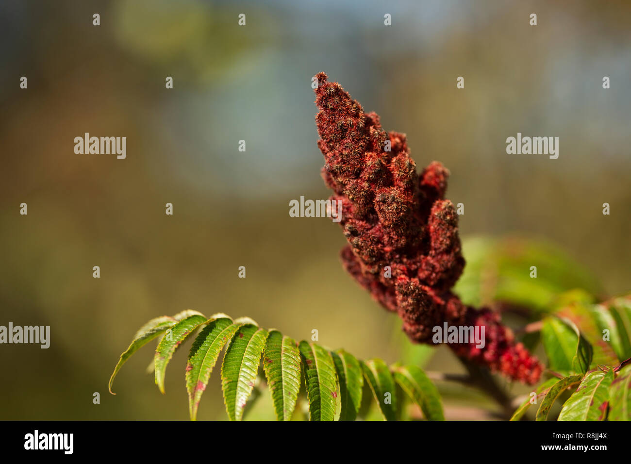 Staghorn sumac (Rhus typhina) in autumn, growing along a coastal inlet in Scarborough, Maine. Stock Photo