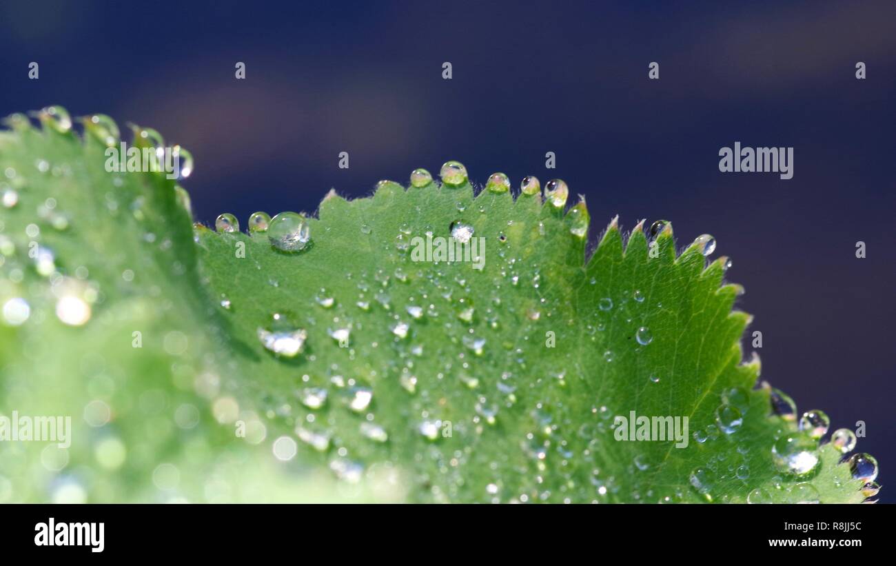 Lady's Mantle (Alchemilla vulgaris) ground cover perennial plant. Dew covered leaf. Aberdeen, Scotland, UK. Stock Photo