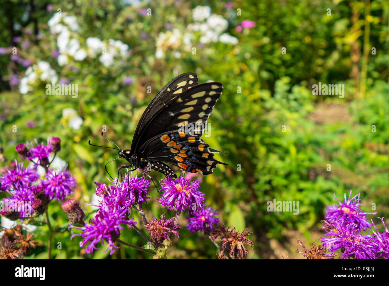 Black swallowtail papilio polyenes hi-res stock photography and images