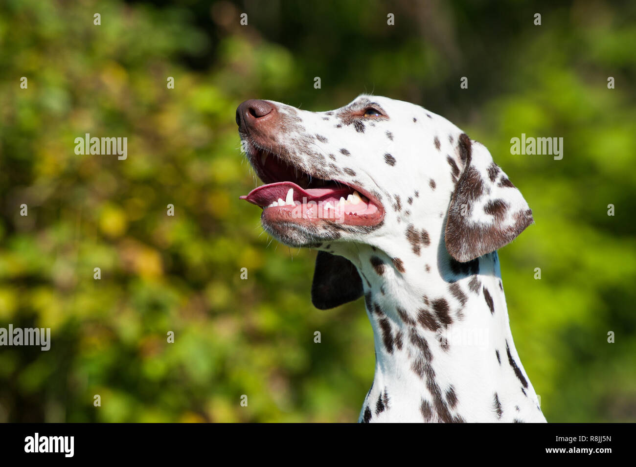 Adult dalmatian dog with nature background Stock Photo - Alamy