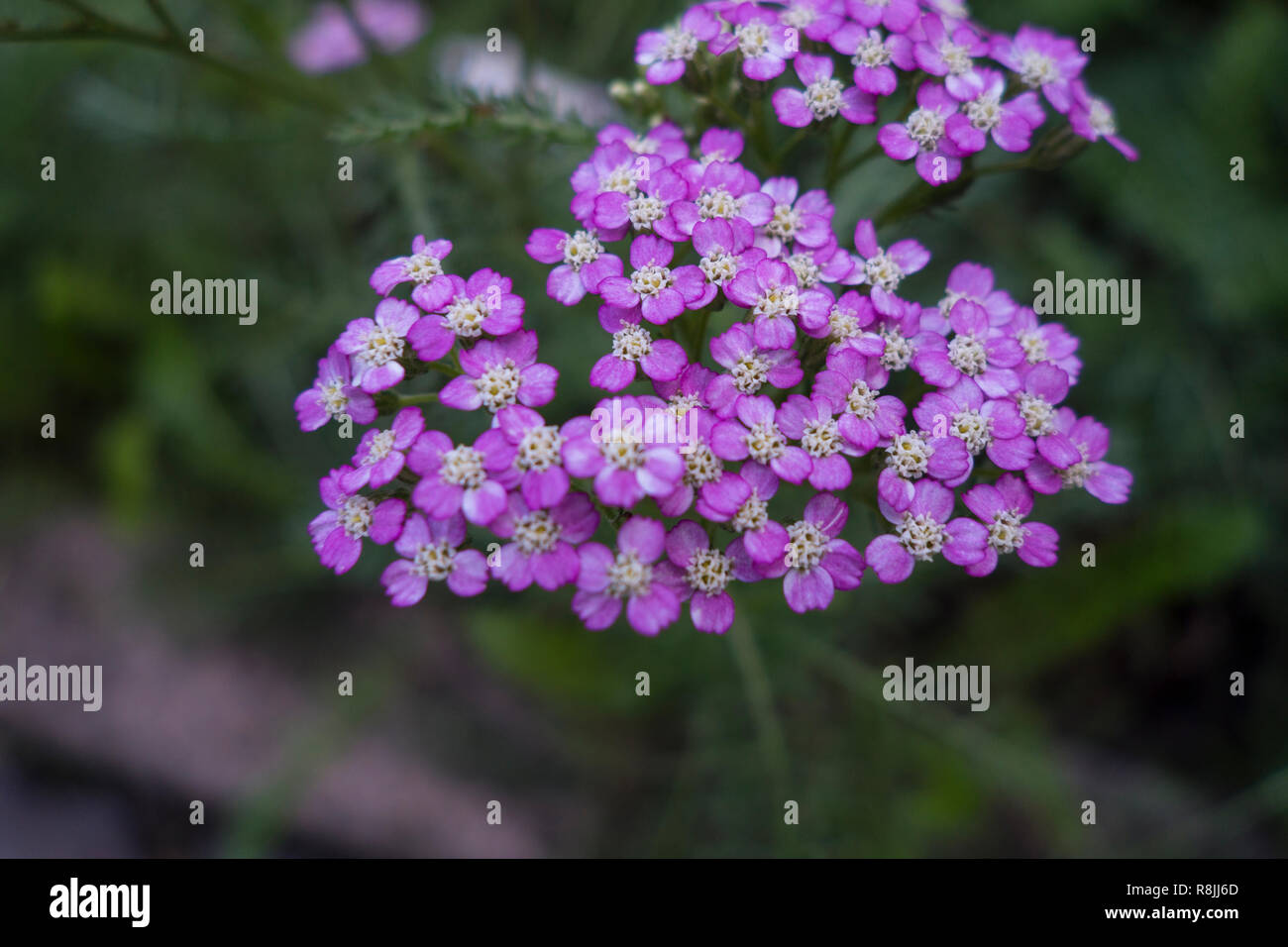 a bunch of small achilea flowers Stock Photo