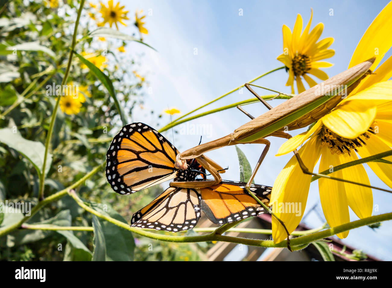 Large tan and green praying mantis eating a monarch butterfly caught a