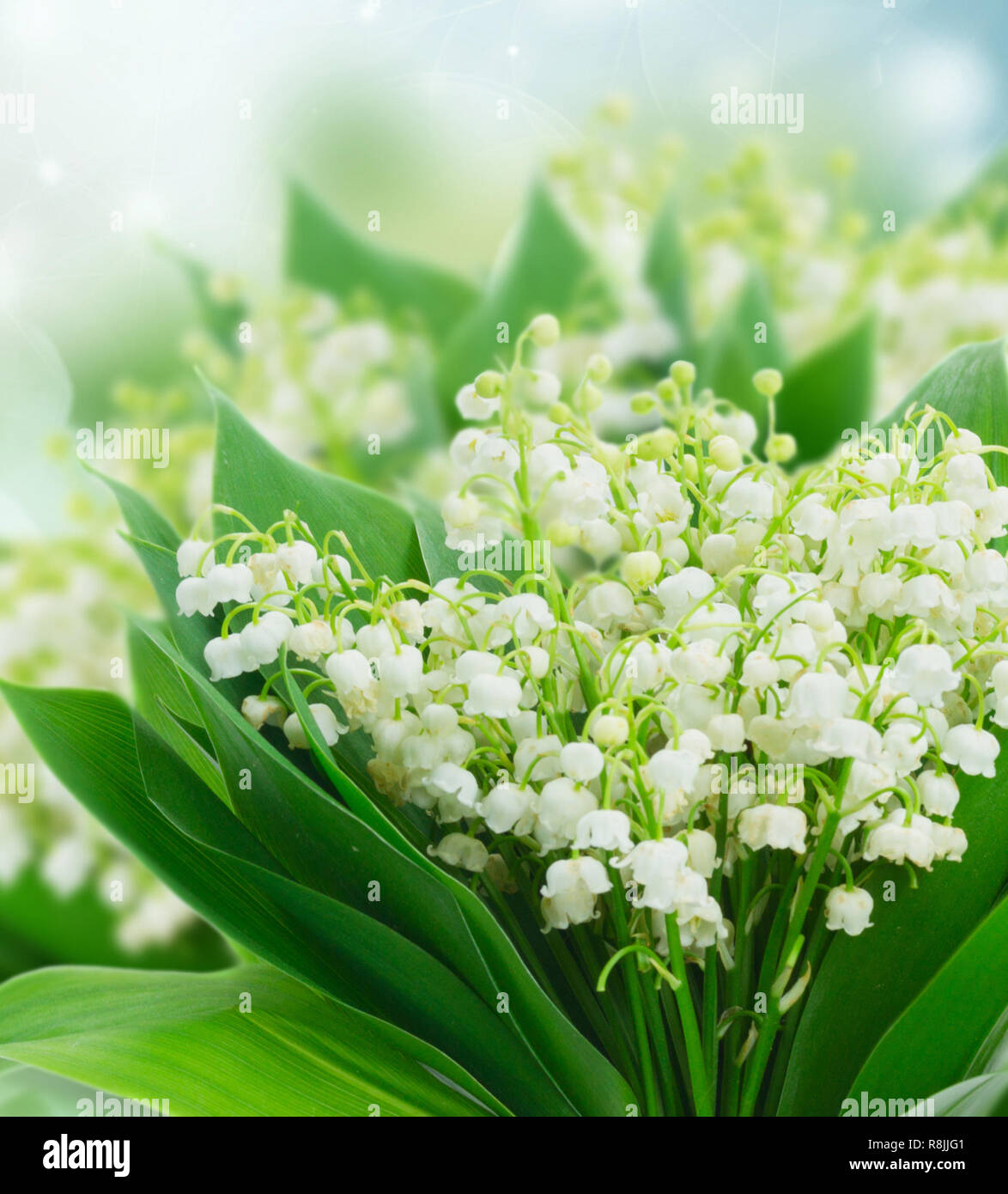 Lilly of valley Stock Photo - Alamy