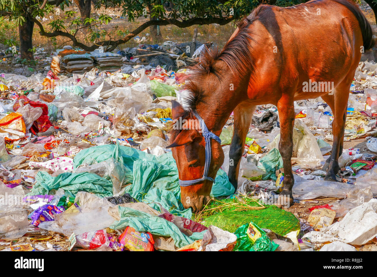 plastic dump with animals near Rishikesh, India Stock Photo Alamy