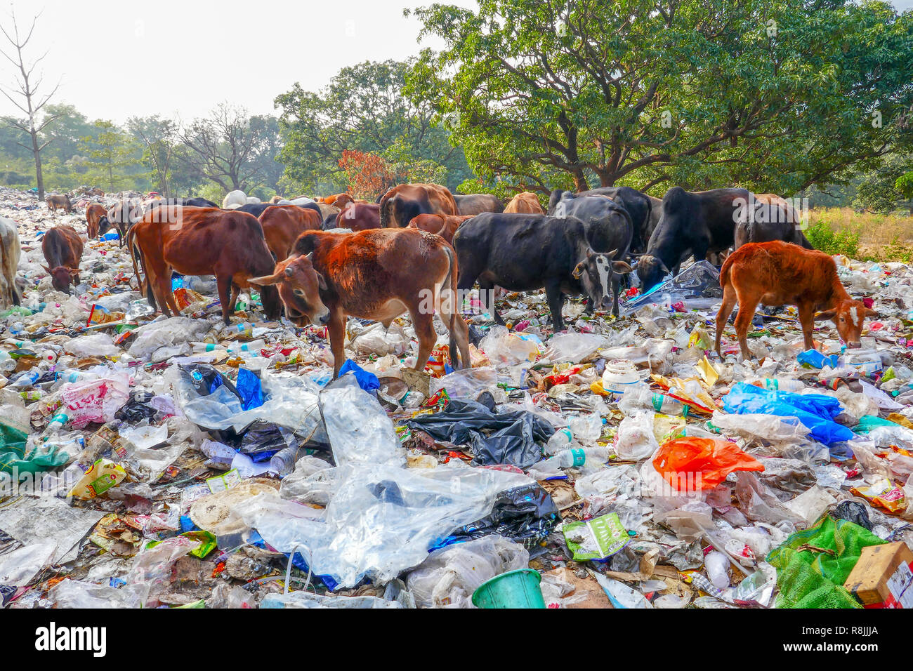 Plastic pollution animals hires stock photography and images Alamy