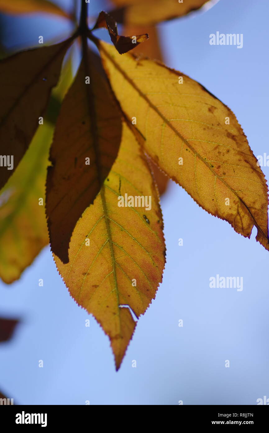 Drooping horse hires stock photography and images Alamy