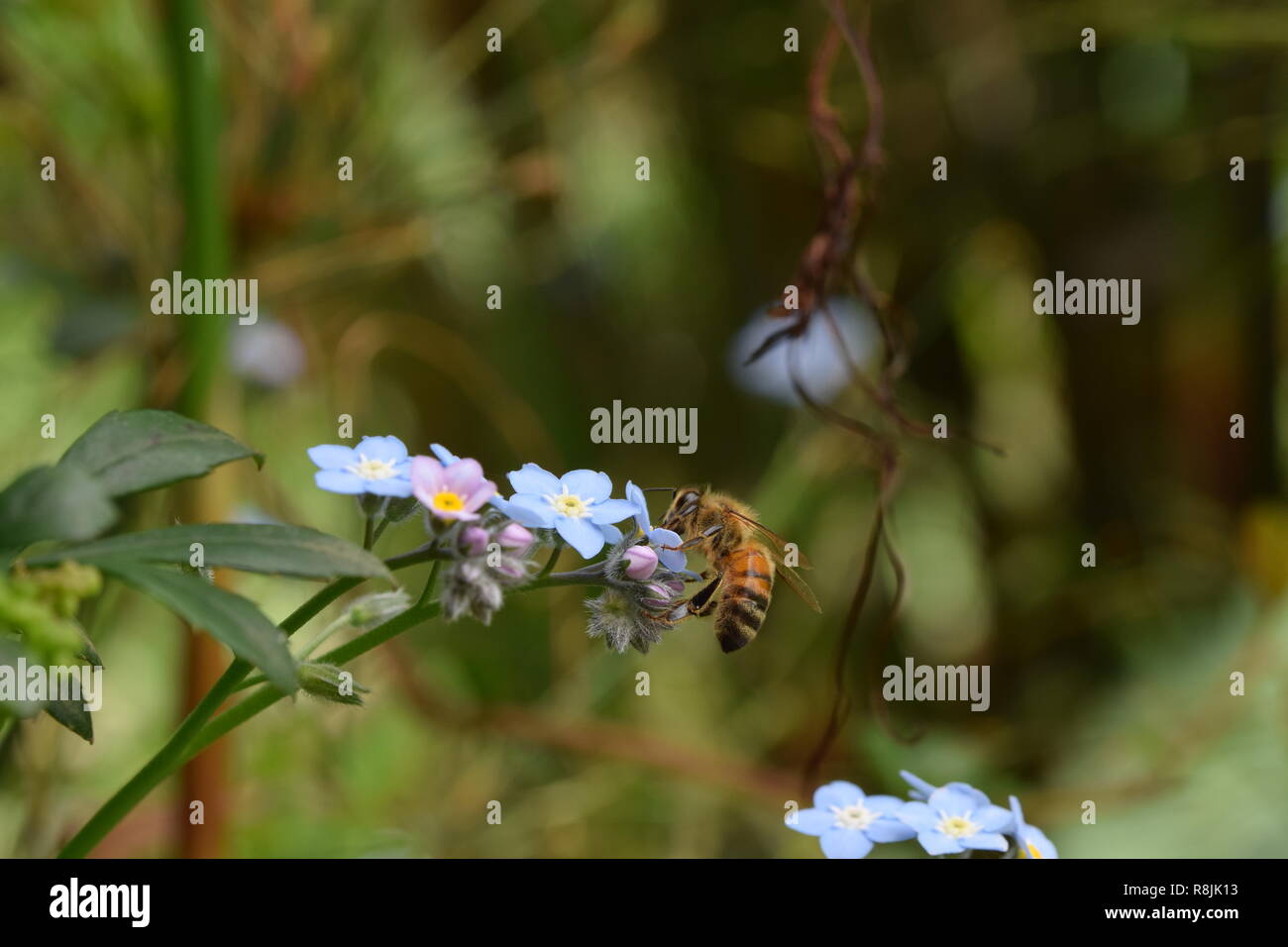 Bee on blue flower Stock Photo
