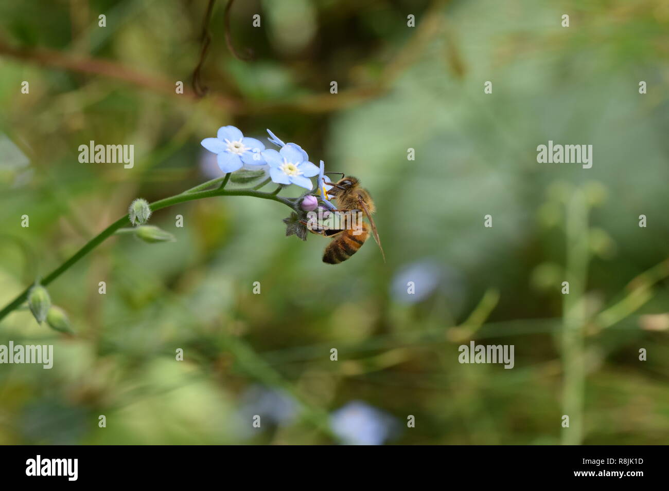 Bee on blue flower Stock Photo